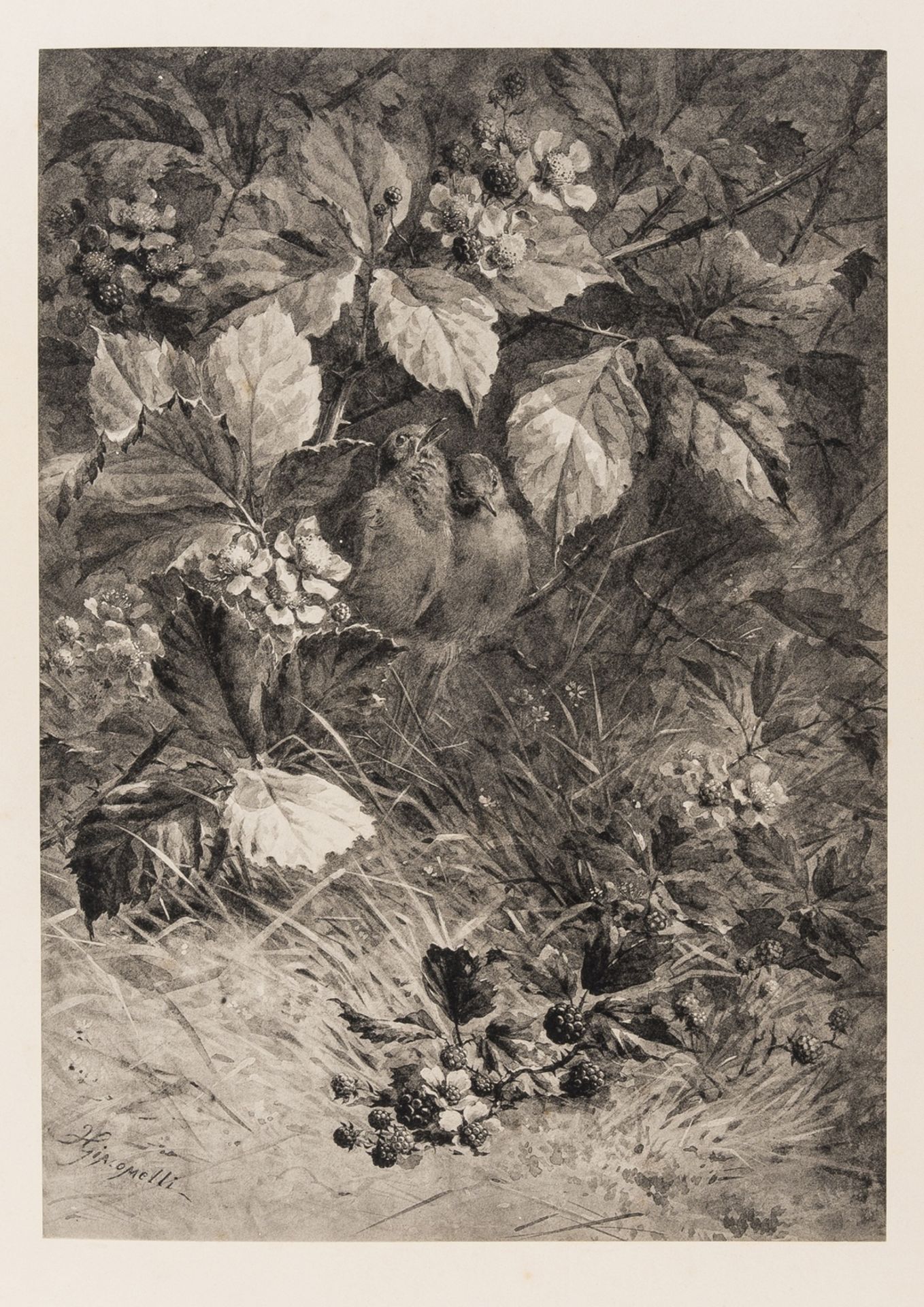 Birds.- Giacomelli (H.) [Birds and Flowers], 1880.