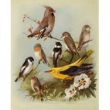 Birds.- Thorburn (Archibald) British Birds, 4 vol., first edition, 1915.