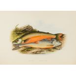 Fishes.- Houghton (Rev. William) British Freshwater Fishes, [1879].