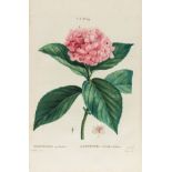 Botany.- Duhamel du Monceau (Henri Louis) Traité des Arbres et Arbustes que l'on Cultive en …
