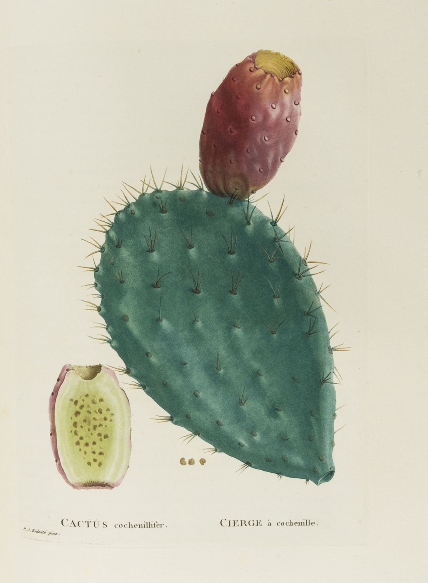 Botany.- Redouté (Pierre-Joseph).- [Candolle (Augustin Pyramus de)] [Plantarum succulentarum … - Bild 4 aus 4