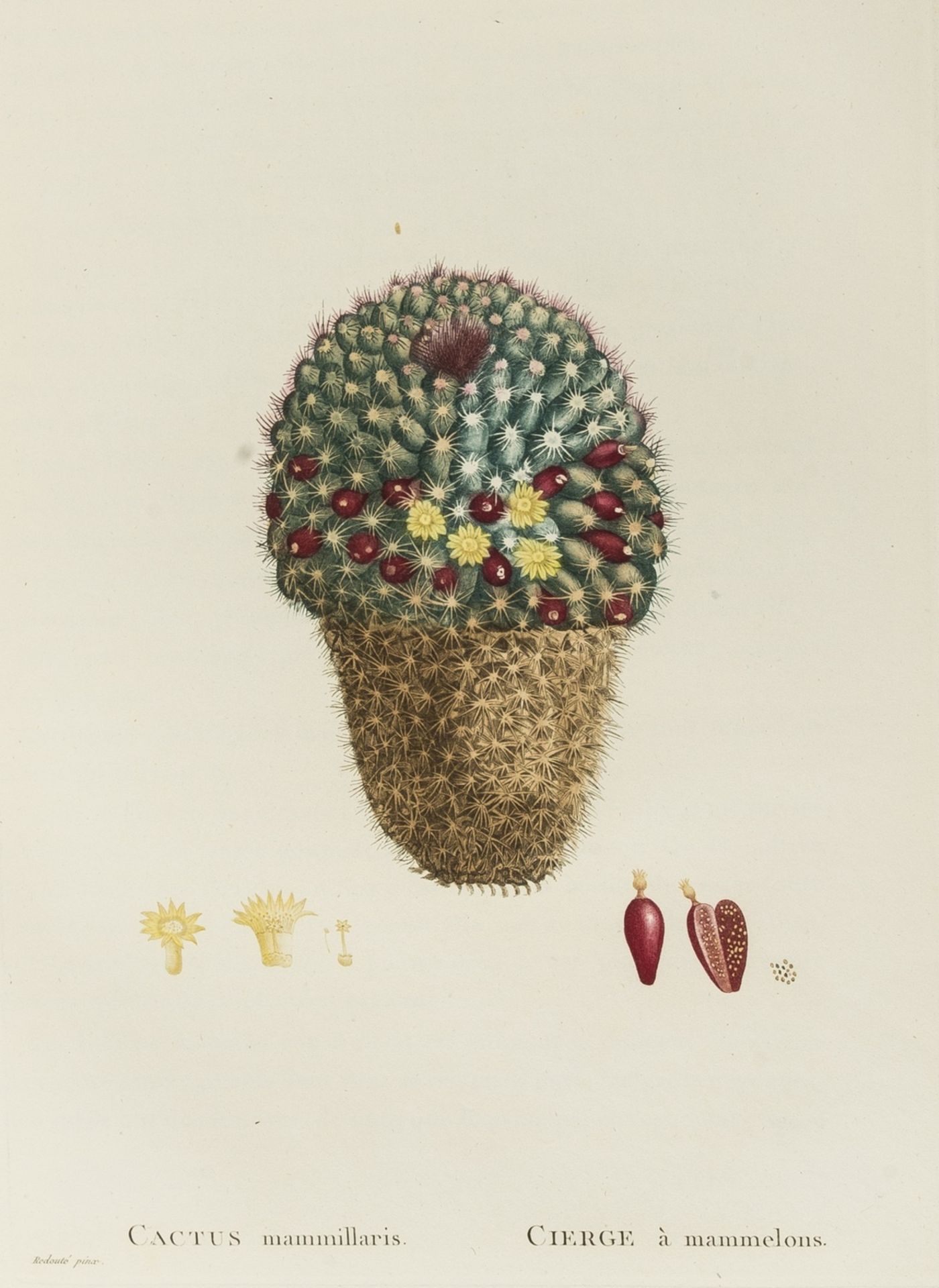 Botany.- Redouté (Pierre-Joseph).- [Candolle (Augustin Pyramus de)] [Plantarum succulentarum … - Bild 3 aus 4