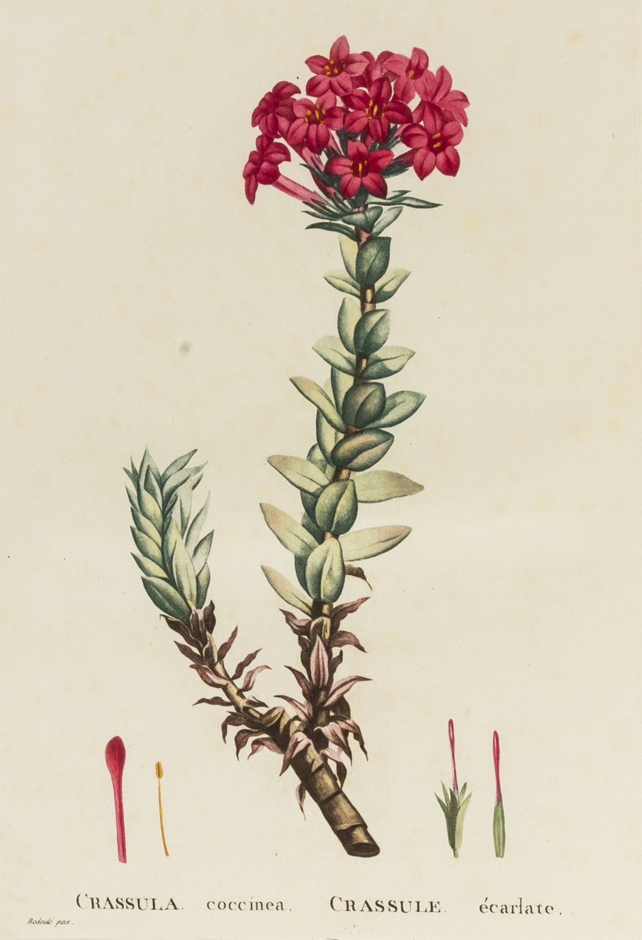 Botany.- Redouté (Pierre-Joseph).- [Candolle (Augustin Pyramus de)] [Plantarum succulentarum … - Bild 2 aus 4