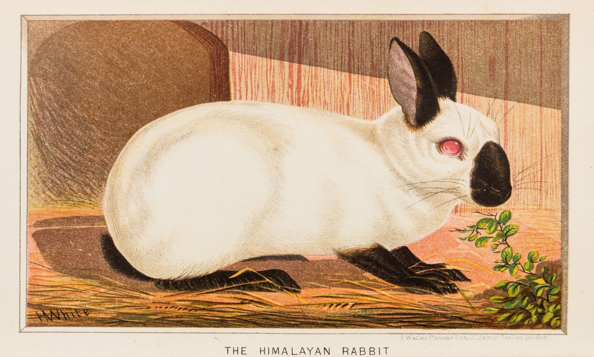 Mammals.- Rayson (Charles) & others., The Book of the Rabbit, 10 chromolithographed plates, 1881 & …