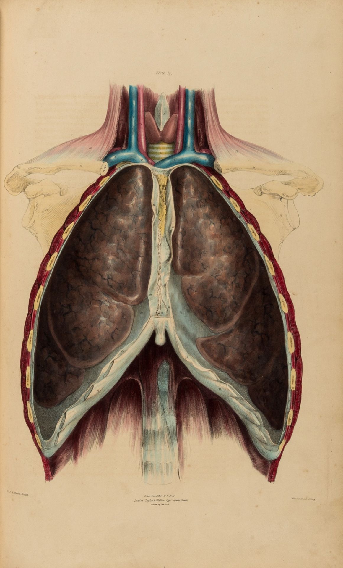 Anatomy.- Quain (Jones) The Muscles of the Human Body, 1836; The Vessels, 1837; The Viscera, 1840, …