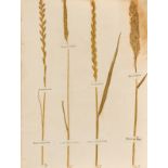 Grasses.- Amos (William) Minutes in Agriculture and Planting...Illustrated with Specimens, first …