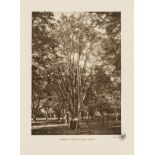 Trees.- Elwes (Henry John) and Augustine Henry, The Trees of Great Britain and Ireland, 7 vol., …