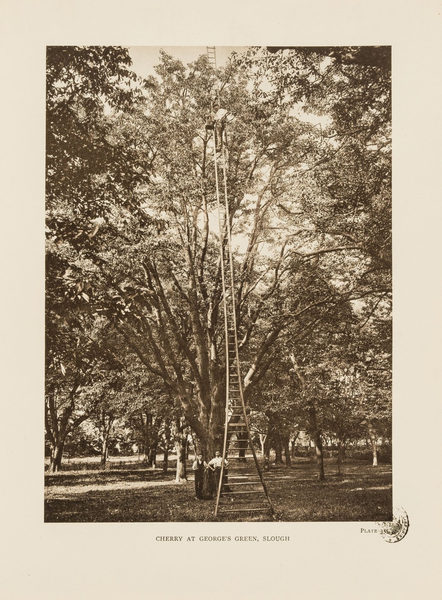 Trees.- Elwes (Henry John) and Augustine Henry, The Trees of Great Britain and Ireland, 7 vol., …