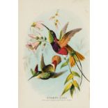 Birds.- Kirby (Mary & Elizabeth) Humming-Birds, 1875; and others similar (6).