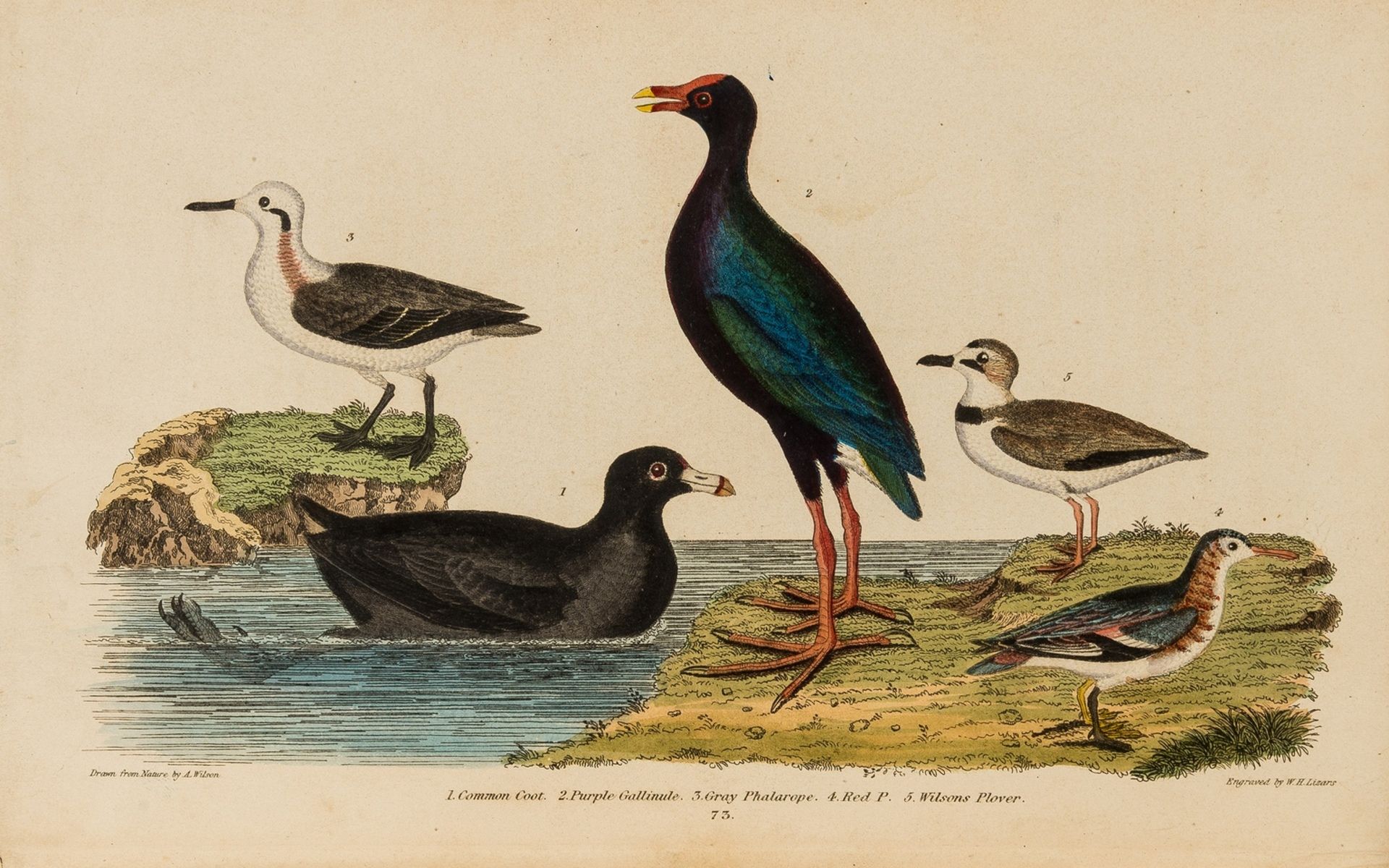Birds.- Wilson (Alexander) American Ornithology; or The Natural History of the Birds of the United … - Bild 2 aus 2