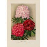 Millais (John Guille) Rhododendrons and the Various Hybrids, first edition, 1917; and 6 others, …