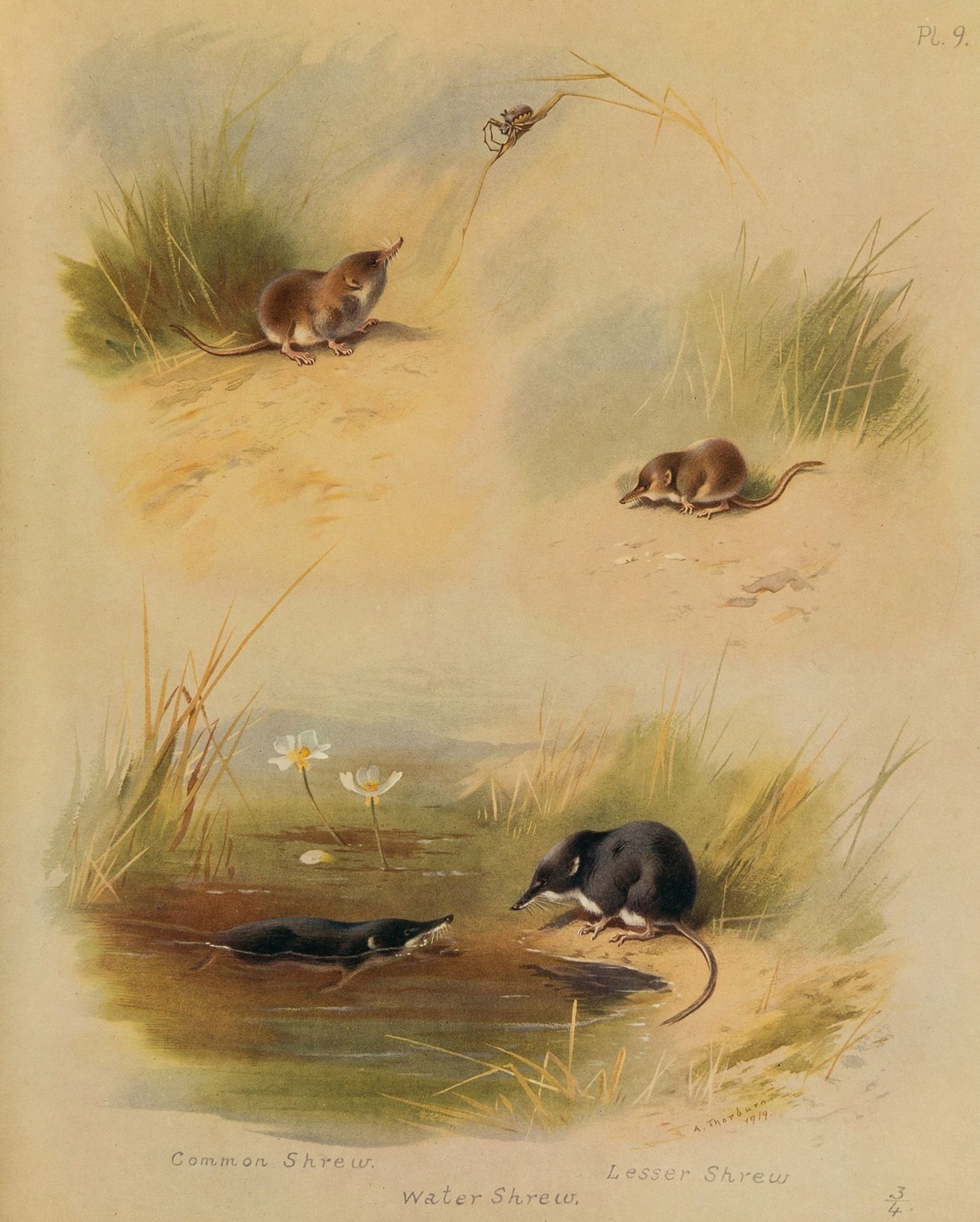 Thorburn (Archibald) British Mammals, 2 vol., 1920. - Image 2 of 2