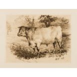 Cattle.- Williams (A. M.) Etchings of Celebrated Shorthorns, 1881.