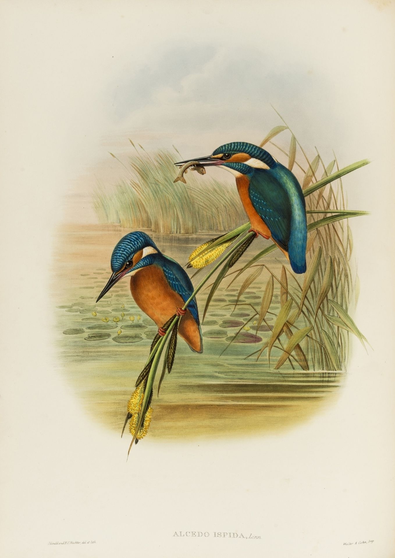 Gould (John) The Birds of Great Britain, 3 vol. (of 5), first edition, [1862-]1873. - Image 4 of 4