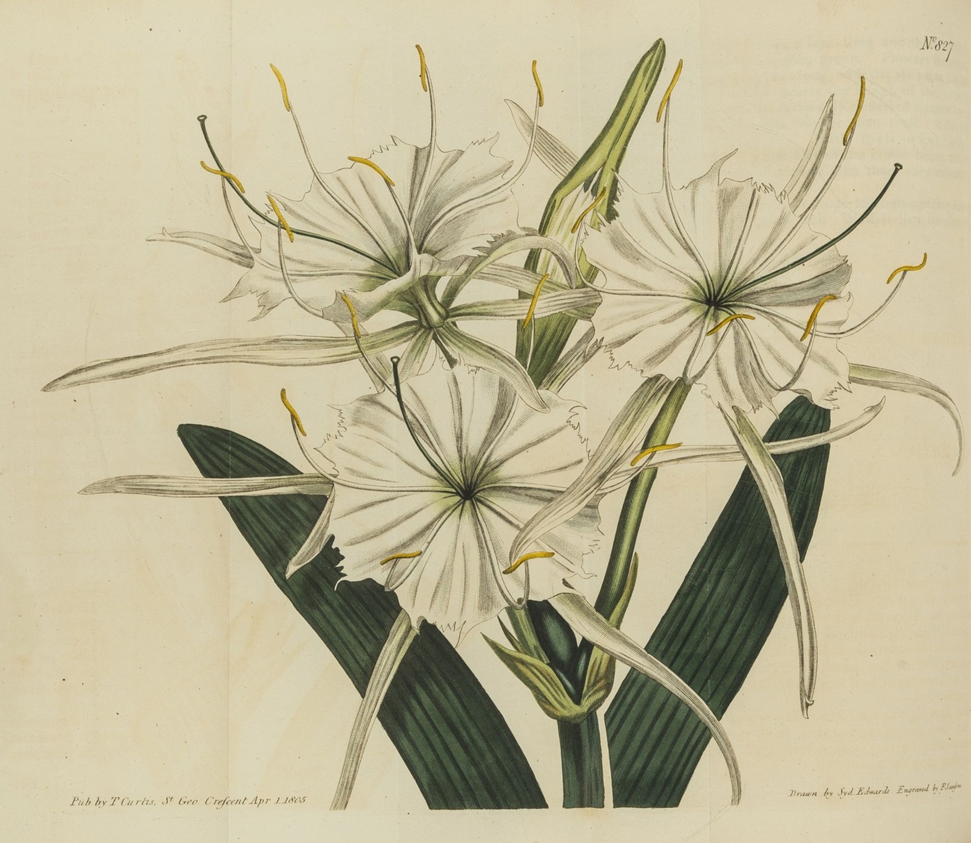 Botany.- Curtis (William) The Botanical Magazine; or, Flower-Garden Displayed, 76 vol. bound in … - Image 3 of 5