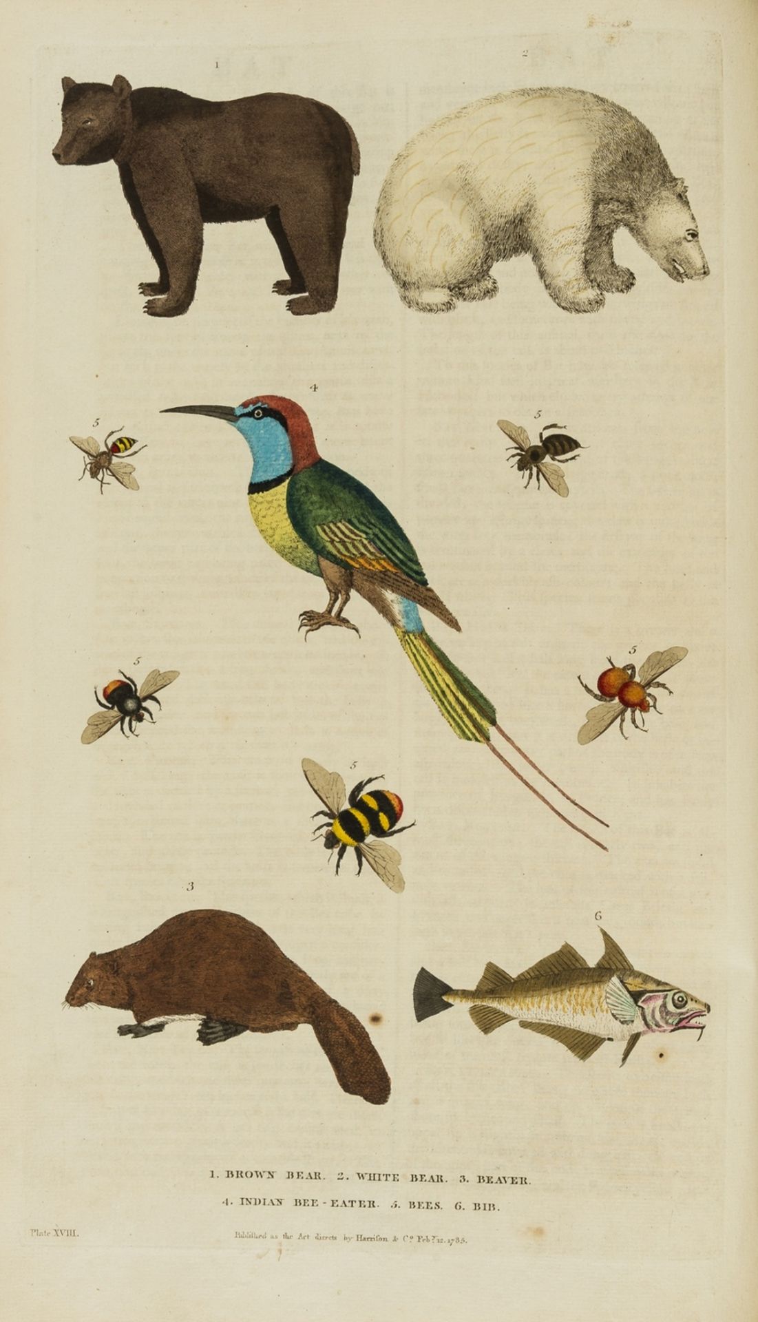 Martyn (William Frederick) A New Dictionary of Natural History; or, Compleat Universal Display of … - Image 3 of 3