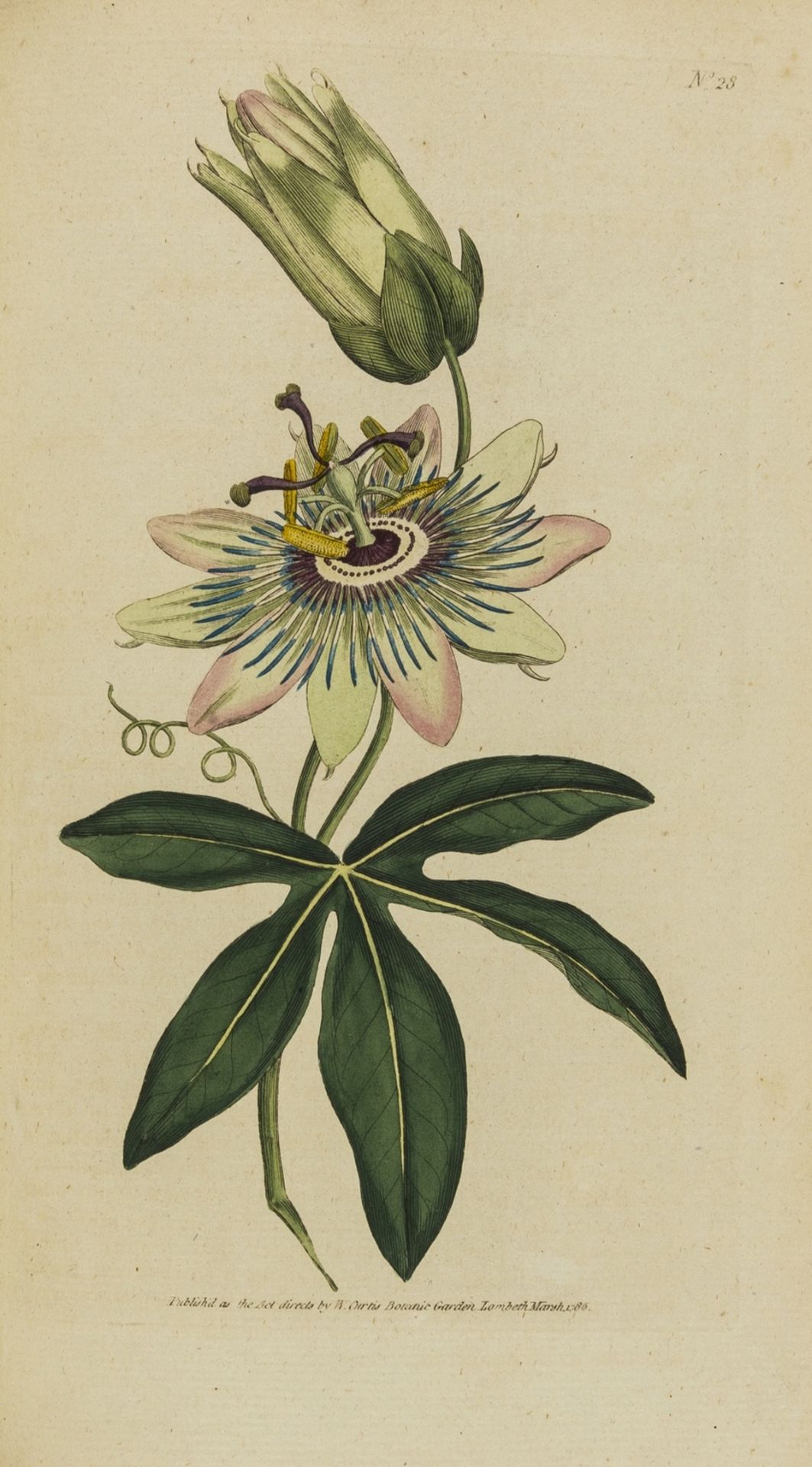 Botany.- Curtis (William) The Botanical Magazine; or, Flower-Garden Displayed, 76 vol. bound in … - Image 2 of 5