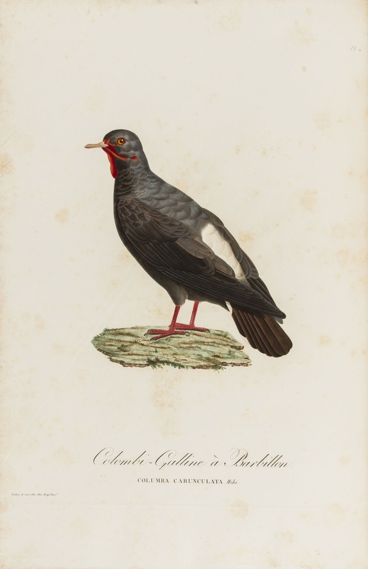 Knip (Pauline) and Coenraad Jacob Temminck., Les Pigeons, vol.1 only (as usual), first edition, … - Image 3 of 3