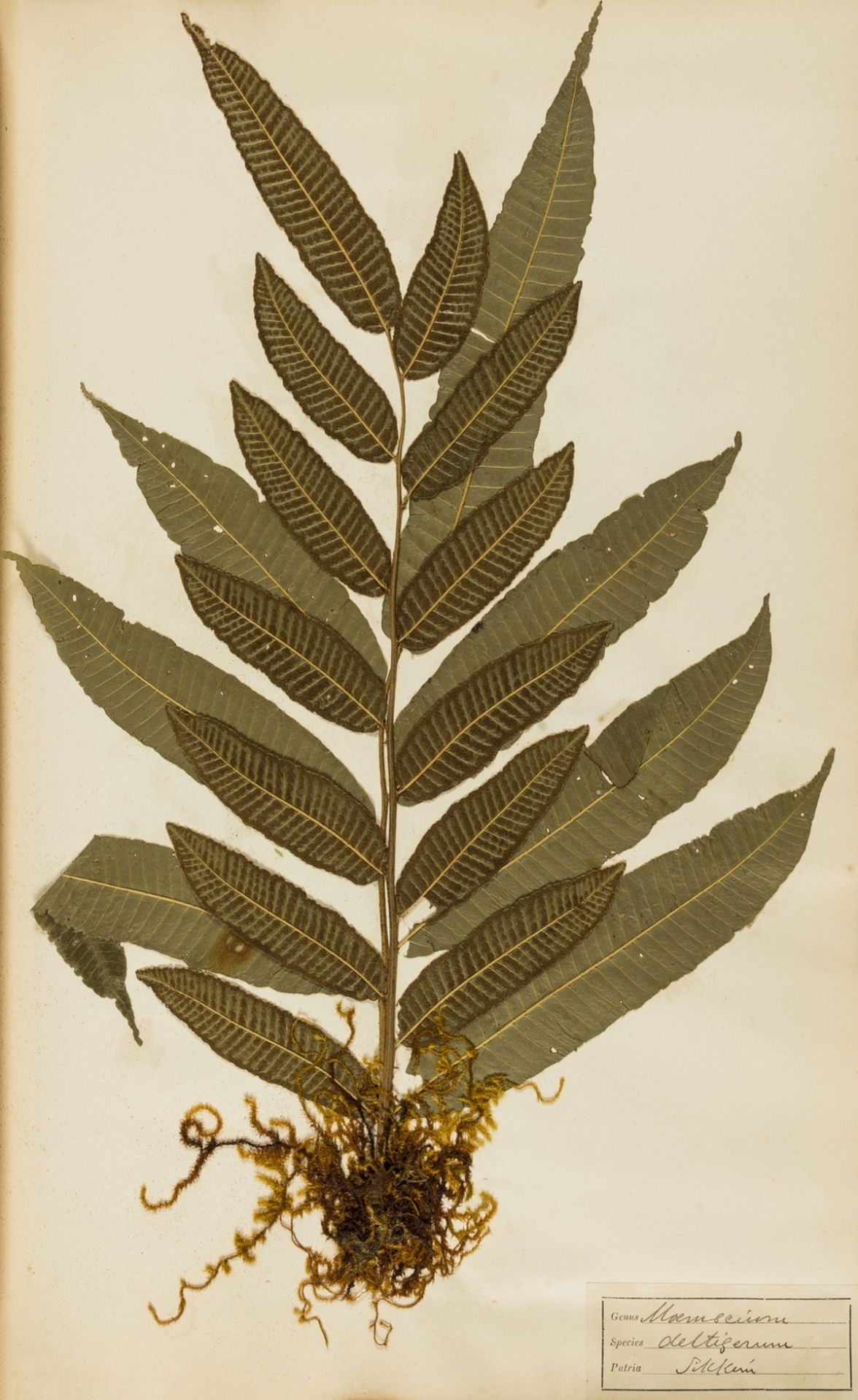 Ferns.- Jaffray (Mrs P.) Darjeeling Ferns, album of 52 Indian fern specimens, Darjeeling, 1850.