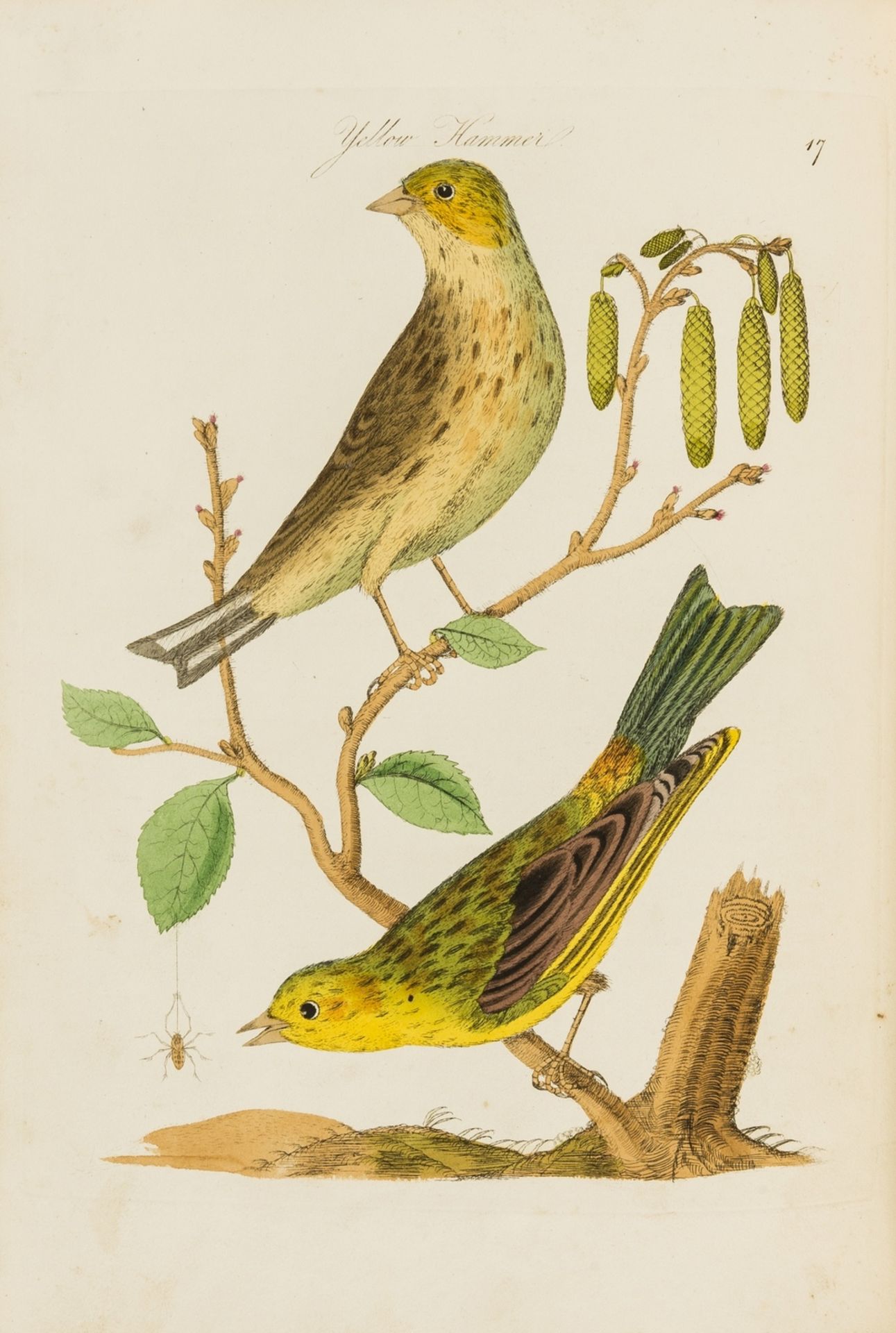 Birds.- [Bolton (James)] Harmonia Ruralis; or, An essay towards a Natural History of British Song …