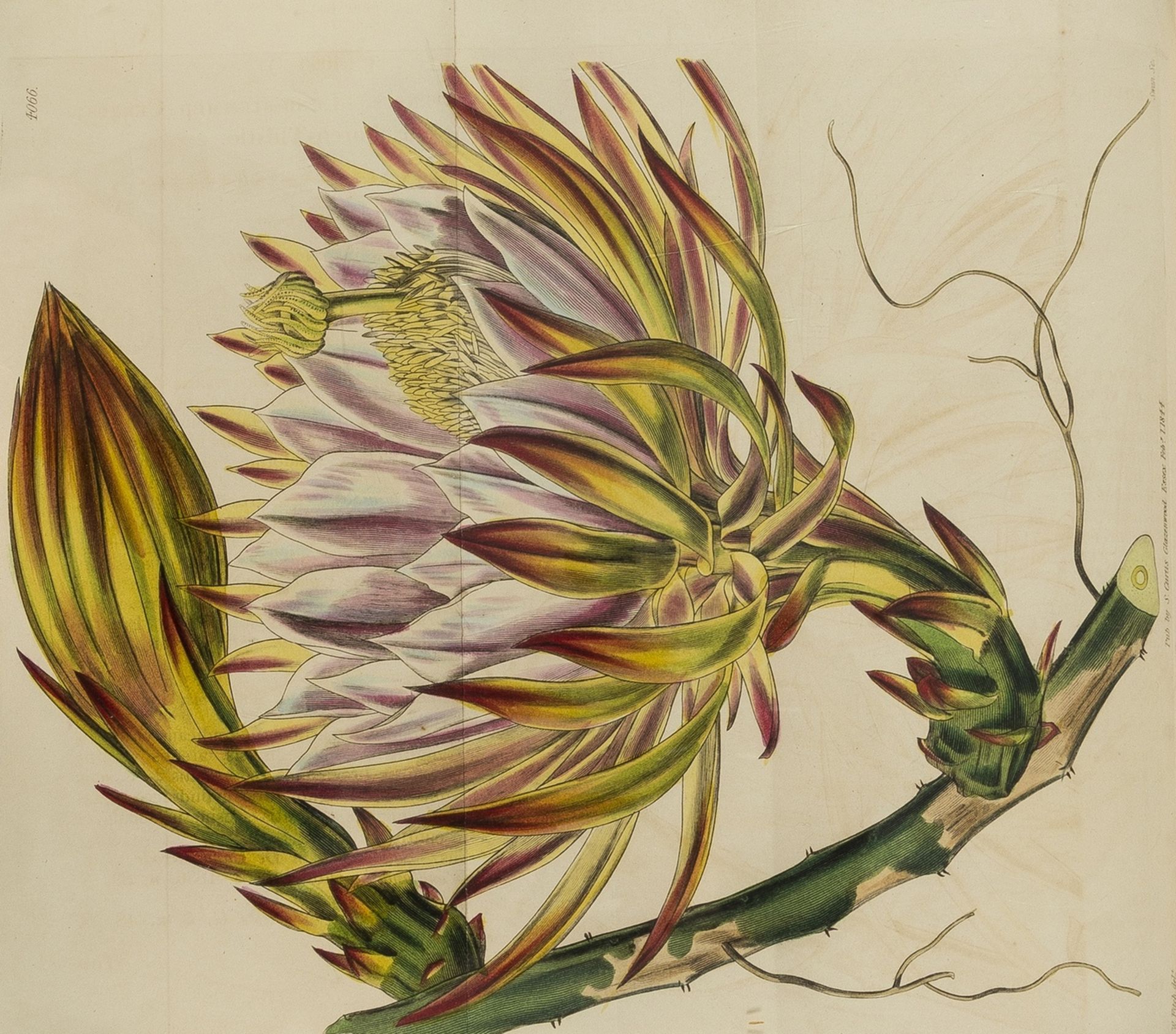 Botany.- Curtis (William) The Botanical Magazine; or, Flower-Garden Displayed, 76 vol. bound in … - Image 5 of 5