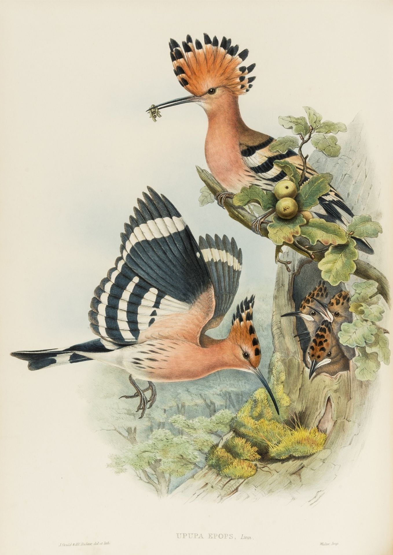 Gould (John) The Birds of Great Britain, 3 vol. (of 5), first edition, [1862-]1873.