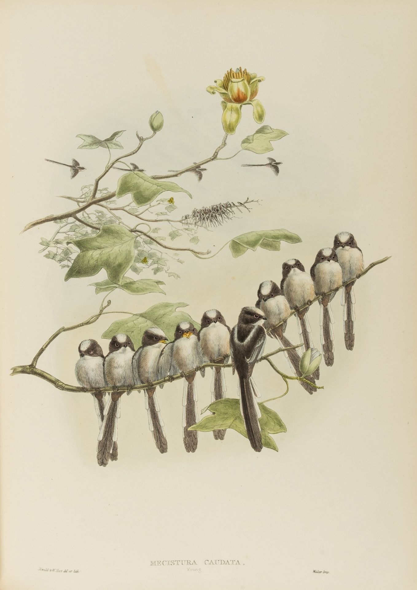 Gould (John) The Birds of Great Britain, 3 vol. (of 5), first edition, [1862-]1873. - Image 2 of 4