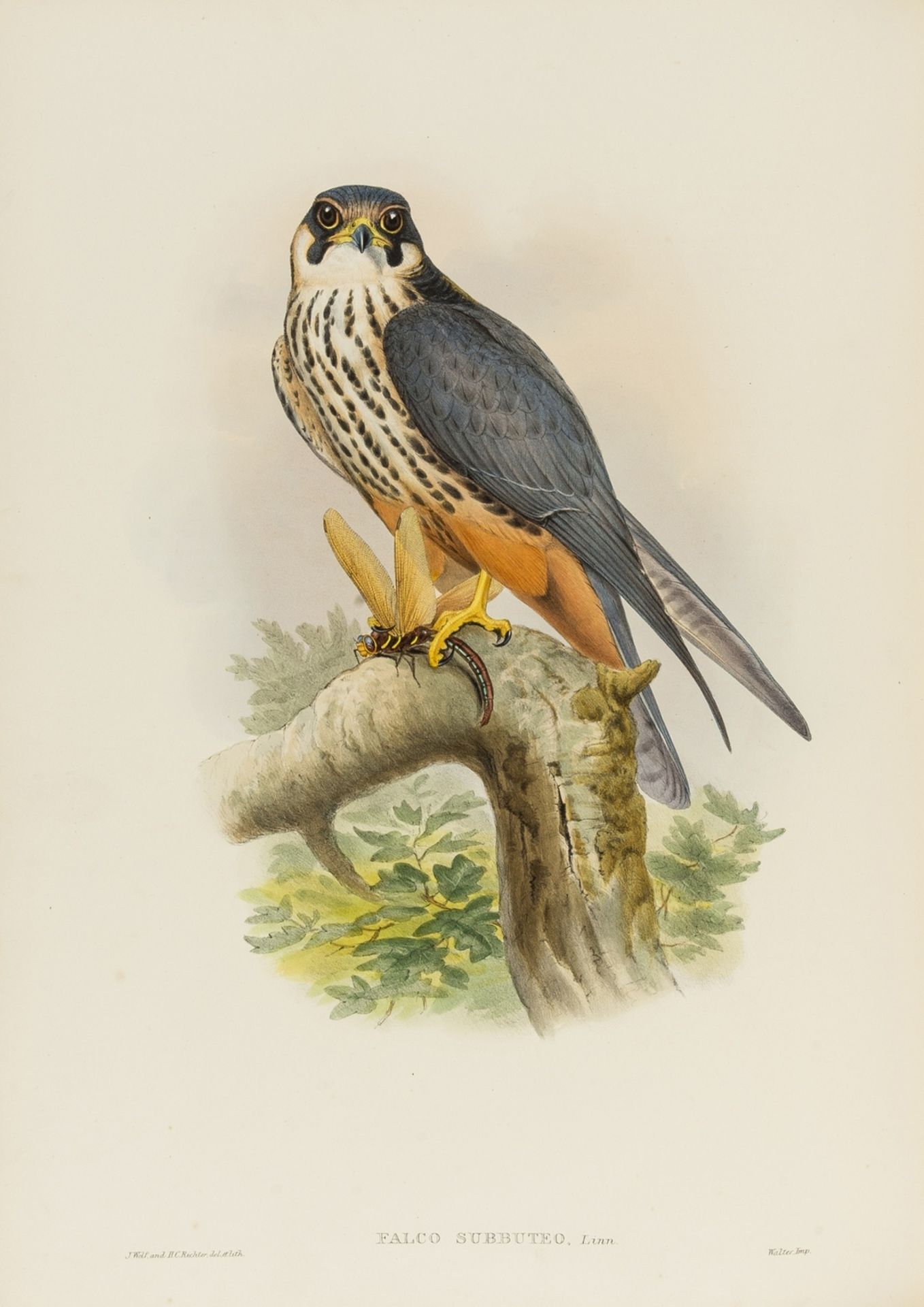 Gould (John) The Birds of Great Britain, 3 vol. (of 5), first edition, [1862-]1873. - Image 3 of 4