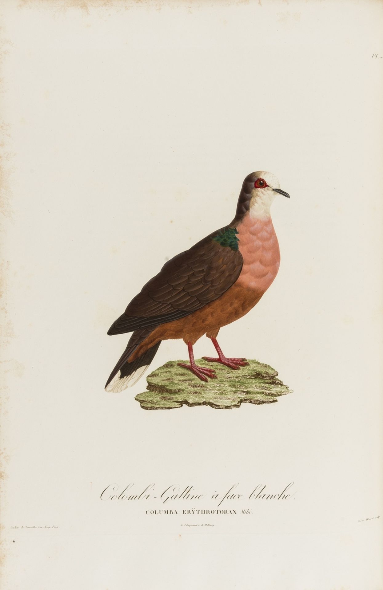 Knip (Pauline) and Coenraad Jacob Temminck., Les Pigeons, vol.1 only (as usual), first edition, … - Image 2 of 3