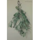 David Cooper, a pencil drawing of leaves, signed and framed under glass, 28 x 44cm