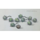 David Cooper, 'Conkers' pencil and crayon, signed and framed under glass, 30 x 18cm