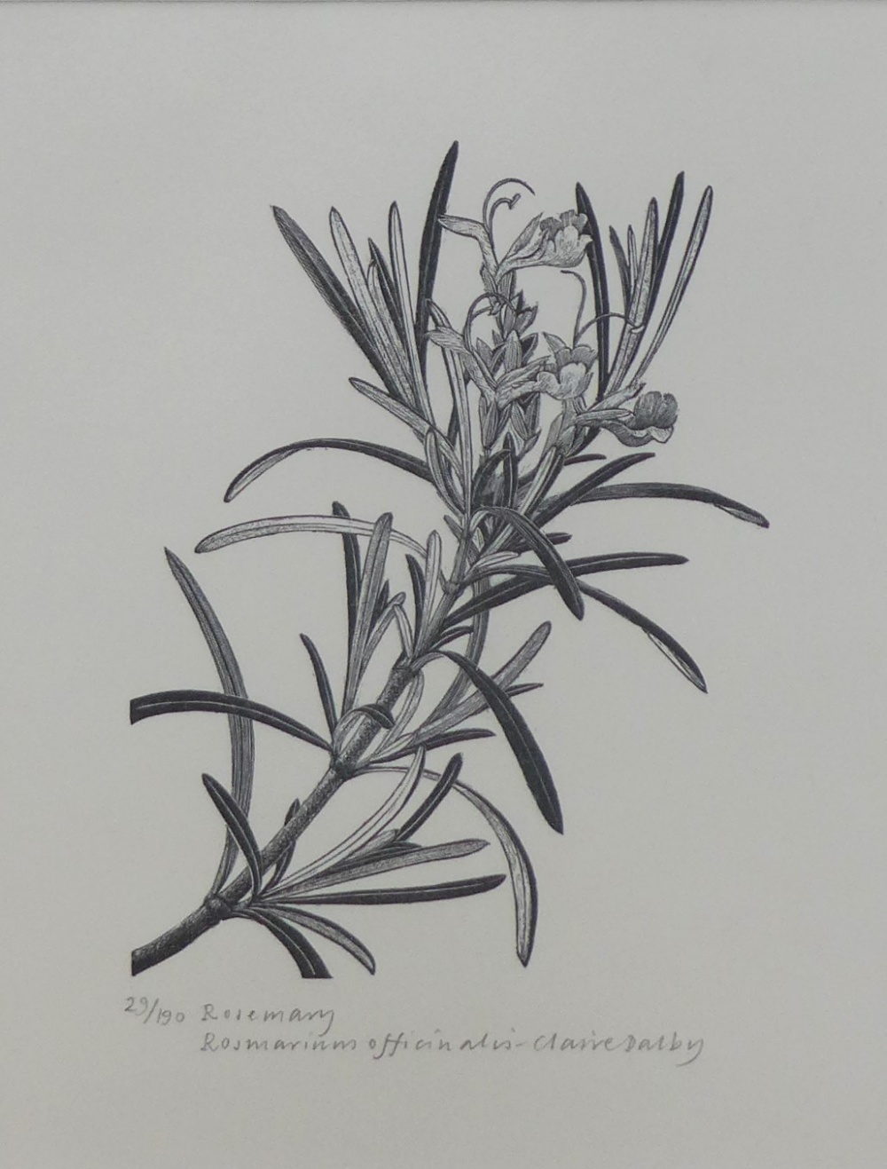 Claire Dalby (b.1944) 'Rosemary' an engraving numbered 29 / 190, signed in pencil and framed under