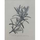 Claire Dalby (b.1944) 'Rosemary' an engraving numbered 29 / 190, signed in pencil and framed under
