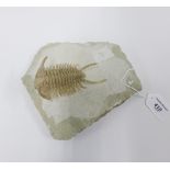 North African spiny trilobite on rock formation, approx 13cm, with base 23cm (a/f with repairs and