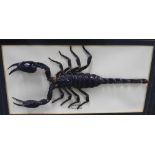 Taxidermy Scorpion, in a glazed showcase, overall size of case is approx 32 x 21cm