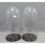 Pair of large glass domes on circular ebonised wooden bases, overall height 50cm