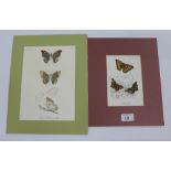 W. F Kirby, a 19th century coloured print of butterflies together with another, (2)