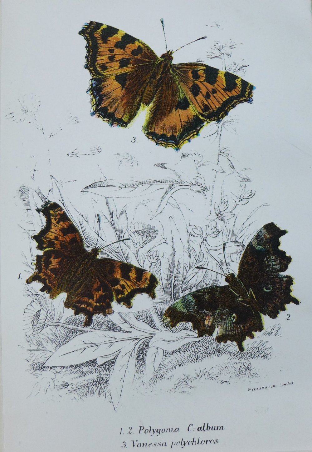 W. F Kirby, a 19th century coloured print of butterflies together with another, (2) - Image 2 of 3