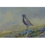 Ian R. Oates, watercolour of a bird, signed and framed under glass, 25 x 17cm