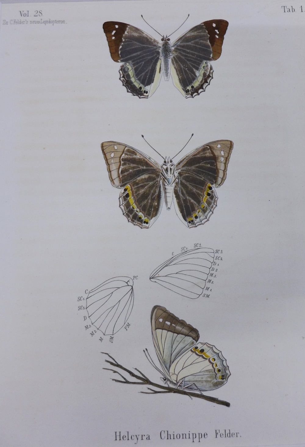 W. F Kirby, a 19th century coloured print of butterflies together with another, (2) - Image 3 of 3