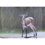 Peter Bruce, (b.1949) large pastel & gouache of an Impala antelope, signed and dated '87, framed