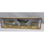 Late 19th century taxidermy group of water birds to include sandpipers and waders in a glazed