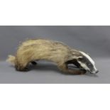 Taxidermy badger, approx 80cm long