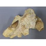 A partial Mosasaur jaw set within original matrix, overall size 30cm