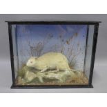 Taxidermy showcase with white rodent, 38 x 29 x 15cm