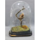 Taxidermy bird group in a glass dome, overall height 37cm