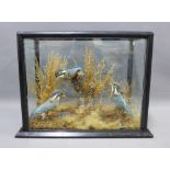 Taxidermy group of three kingfishers in a glazed showcase, 48 x 36 x 24cm