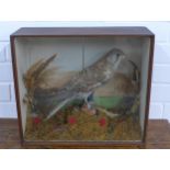 Kestrel taxidermy in a glazed showcase, 40 x 36 x 14cm