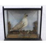 Herring gull taxidermy in a large glazed showcase, 67 x 62 x 31cm