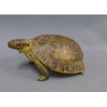 Taxidermy tortoise, 15 x 10cm